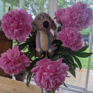 It's Spring, it's Chelsea Flower show time and it's raining. So to save you going out in the rain we have brought the outside in! Enjoy the peonies - a favourite at this time of year. #bestyearstoys #bestyearsbesttoys #bestyearsdogs #peonies #chelseaflowershow #chelseaflowershow2024 #itsrainingagain #sausagedogtoy #sausagedogsofinstagram #sausagedoglove #sausagedogs #dachshundappreciation #dachshundlove #knitteddogs #knittedtoys #britishweather #wholesaletoysuk #wholesaleuk #wholesaleuk #sme